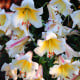 Lilie královská - Lilium regale - cibule lilií - 1 ks