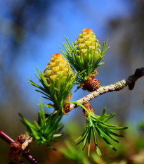 Modřín opadavý - Larix decidua - osivo modřínu - 10 ks