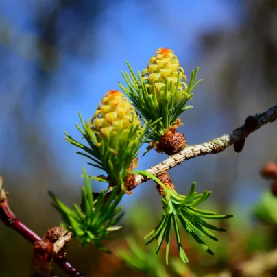 Modřín opadavý - Larix decidua - osivo modřínu - 10 ks