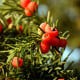 Tis červený - Taxus baccata - osivo tisu - 5 ks