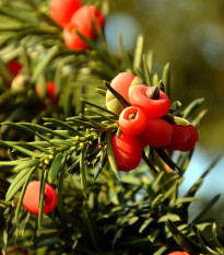 Tis červený - Taxus baccata - osivo tisu - 5 ks