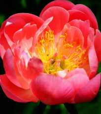 Pivoňka Coral Sunset - Paeonia lactiflora - hlízy pivoněk - 1 ks