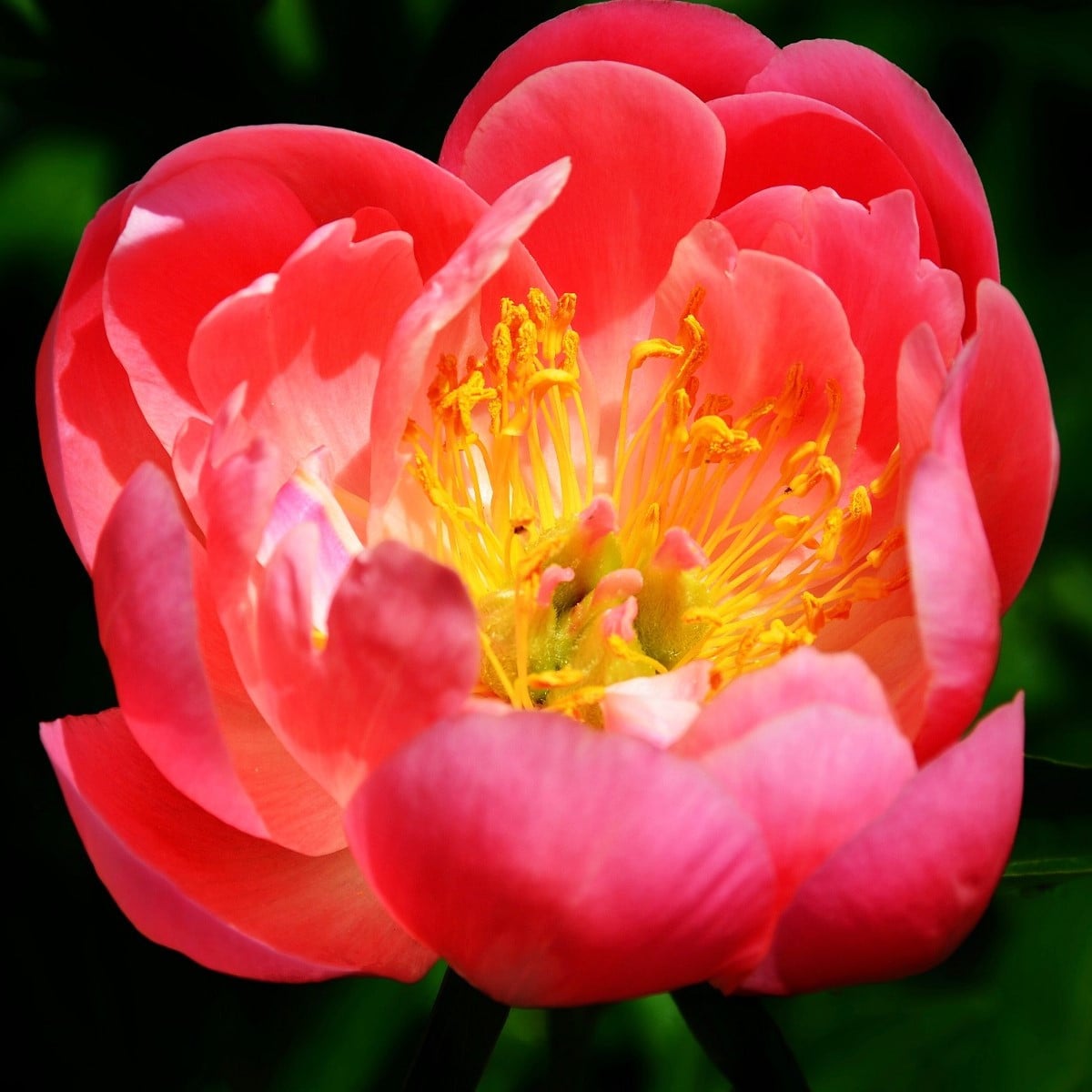 Pivoňka Coral Sunset - Paeonia lactiflora - hlízy pivoněk - 1 ks
