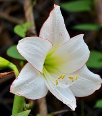 Hvězdník Picotee - Hippeastrum - cibule hvězdníků - 1 ks