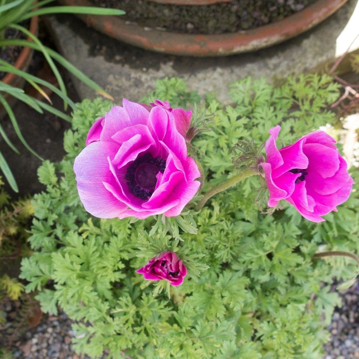 Sasanka Sylphide - Anemone sylphide - hlízy sasanek - 3 ks