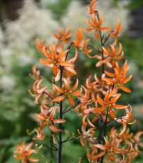 Lilie Martagon Orange Marmelade - Lilium - cibule lilií - 1 ks