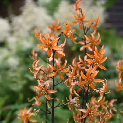 Lilie Martagon Orange Marmelade - Lilium - cibule lilií - 1 ks