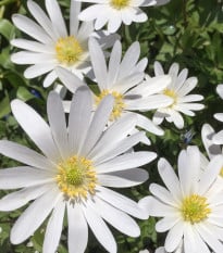Sasanka vábná White Splendour - Anemone blanda - hlízy sasanek - 3 ks