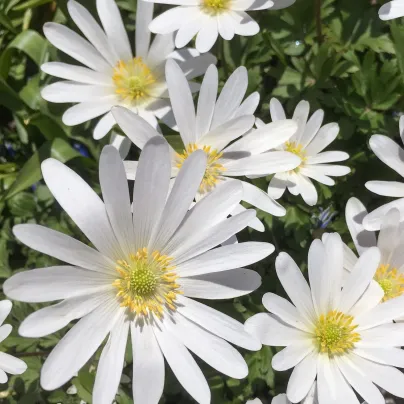 Sasanka vábná White Splendour - Anemone blanda - hlízy sasanek - 3 ks