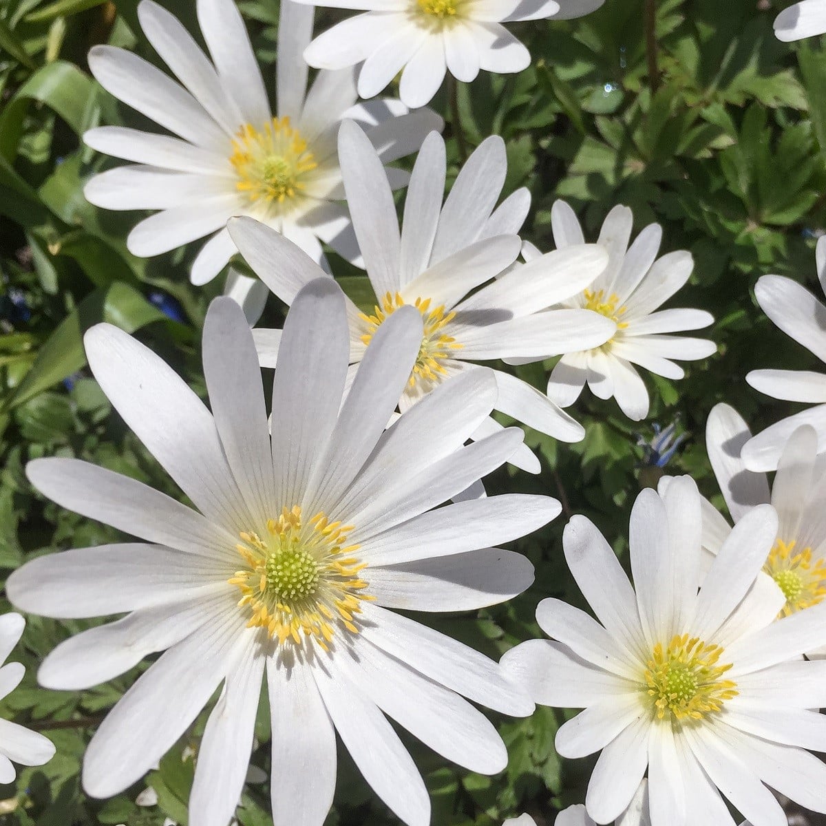 Sasanka vábná White Splendour - Anemone blanda - hlízy sasanek - 3 ks