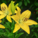 Lilie Yellow Planet - Lilium lancifolium - cibule lilií - 1 ks