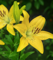 Lilie Yellow Planet - Lilium lancifolium - cibule lilií - 1 ks