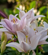 Lilie Pretty Woman - Lilium - cibule lilií - 1 ks