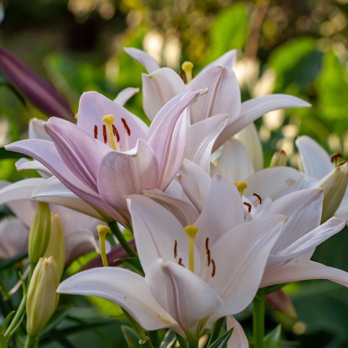 Lilie Pretty Woman - Lilium - cibule lilií - 1 ks