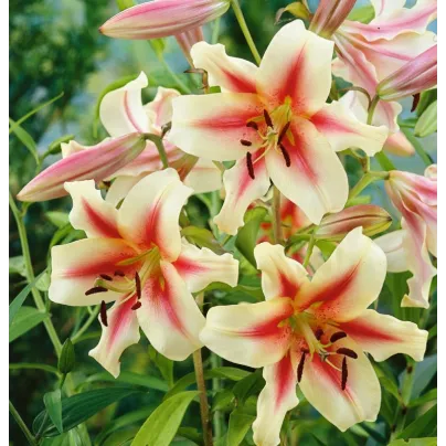 Lilie Lavon - Lilium - cibule lilií - 1 ks