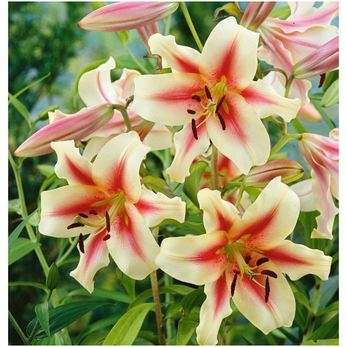 Lilie Lavon - Lilium - cibule lilií - 1 ks