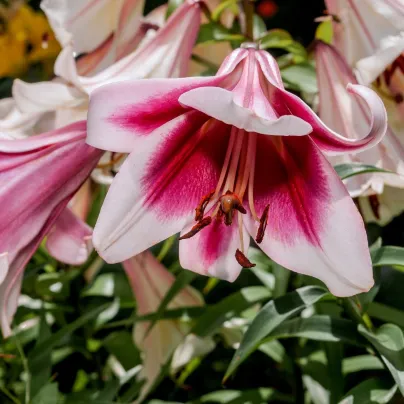 Lilie Garden Pleasure - Lilium x hybridum - cibule lilií - 1 ks