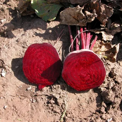 Řepa Kahira - Beta vulgaris L. var. conditiva - osivo řepy - 60 ks