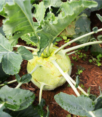 Kedluben pozdní bílý Gigant - Brassica oleracea - osivo kedlubny - 100 ks