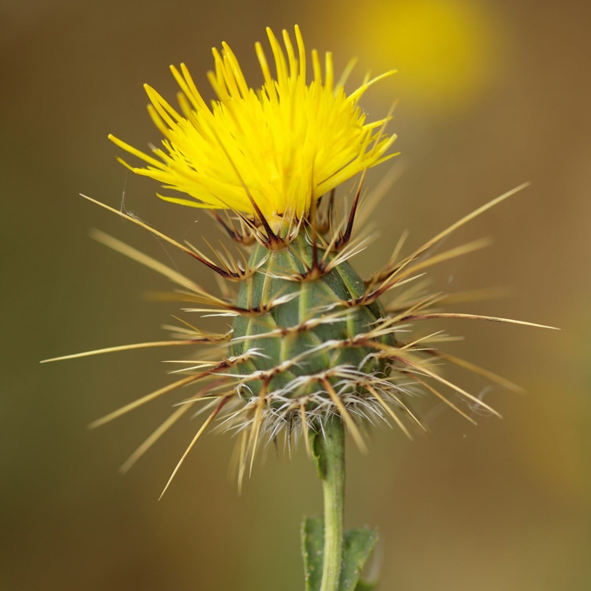 Chrpa luční žlutá - Centaurea cyanus - osivo chrpy - 0,25 g