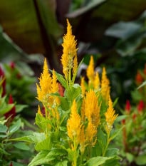 Nevadlec žlutý - Celosia plumosa - osivo celosie - 50 ks