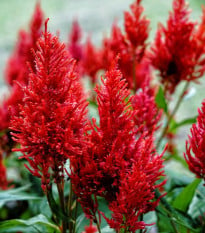 Nevadlec ohnivý - Celosia plumosa - osivo celosie - 50 ks