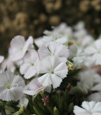 Hvozdík bradatý Sweet William - Dianthus barbatus - osivo hvozdíku - 18 ks