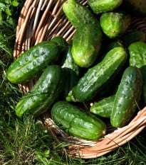 Okurka nakládačka Charlotte F1 - Cucumis sativus - osivo okurky - 6 ks
