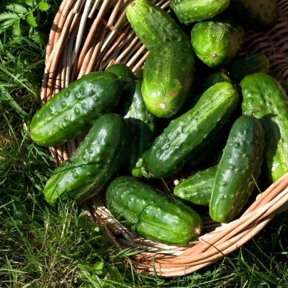 Okurka nakládačka Charlotte F1 - Cucumis sativus - osivo okurky - 6 ks
