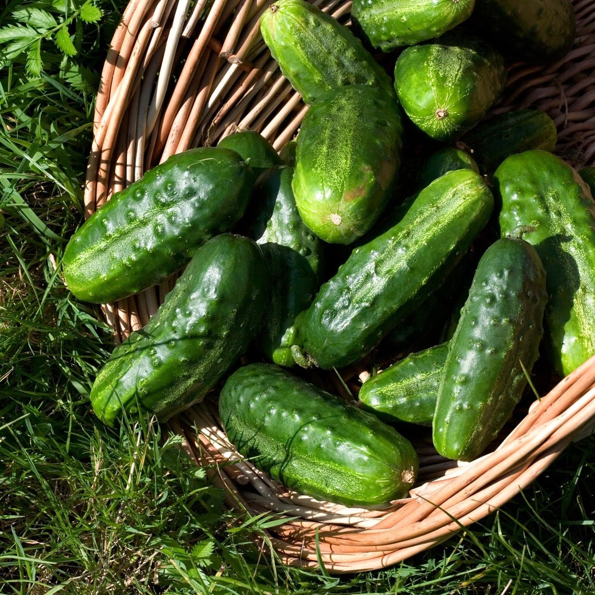 Okurka nakládačka Charlotte F1 - Cucumis sativus - osivo okurky - 6 ks