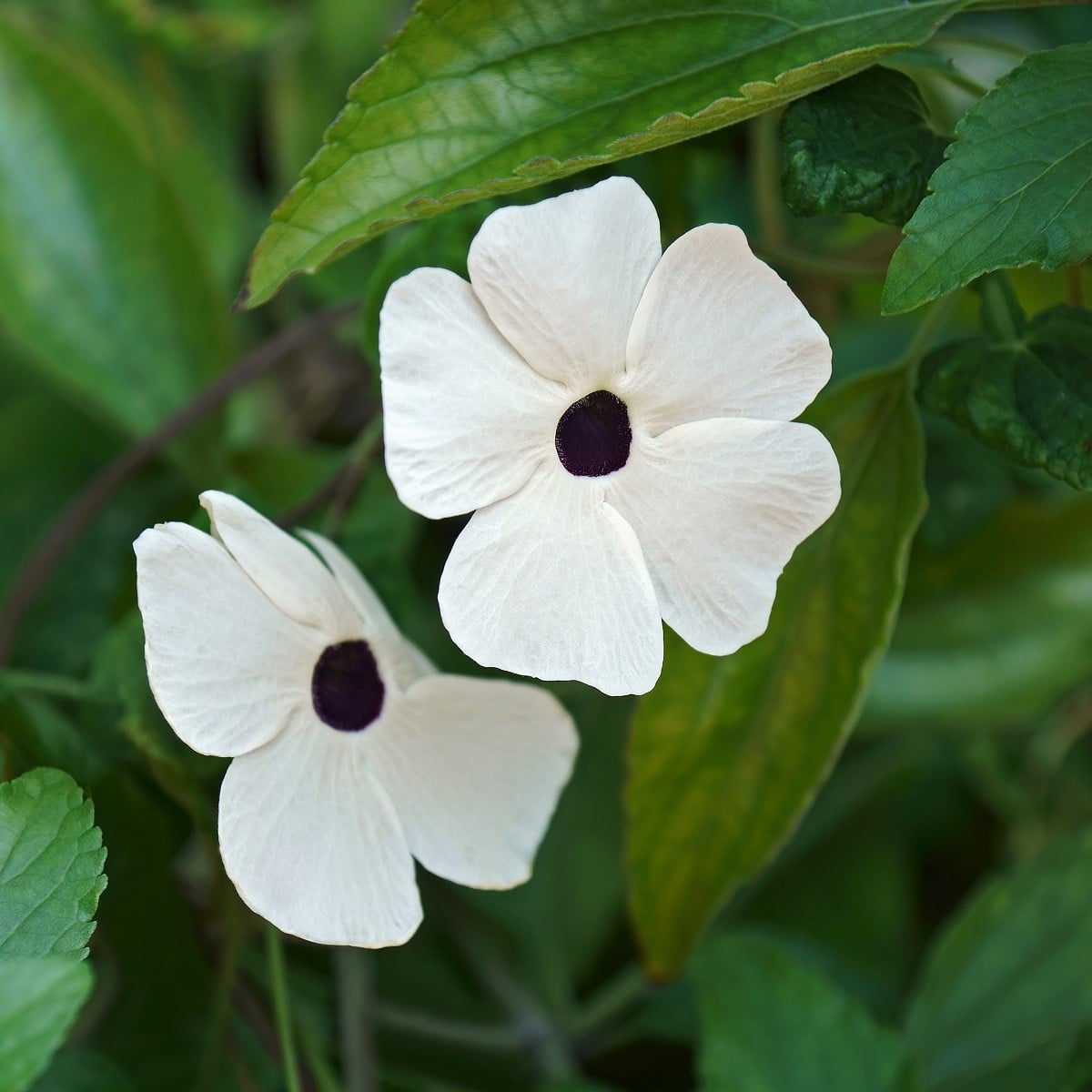 Smatovka křídlatá bílá - Thunbergia alata - osivo smatovky - 15 ks