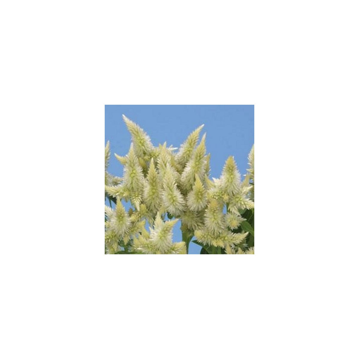 Nevadlec klasnatý bílý - Celosia spicata - osivo celosie - 10 ks