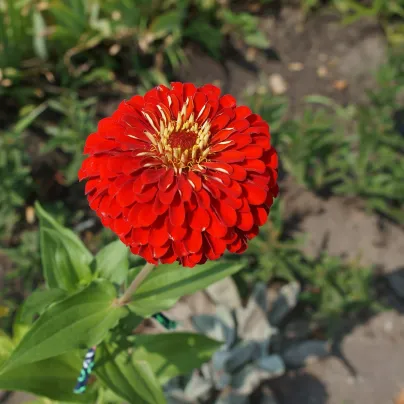 Ostálka jiřinkokvětá červená - Zinnia elegans - osivo ostálky - 50 ks