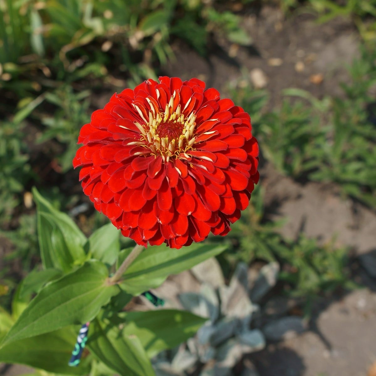 Ostálka jiřinkokvětá červená - Zinnia elegans - osivo ostálky - 50 ks