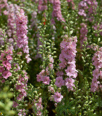 Stračka růžová - Delphinium consolida - osivo stračky - 100 ks