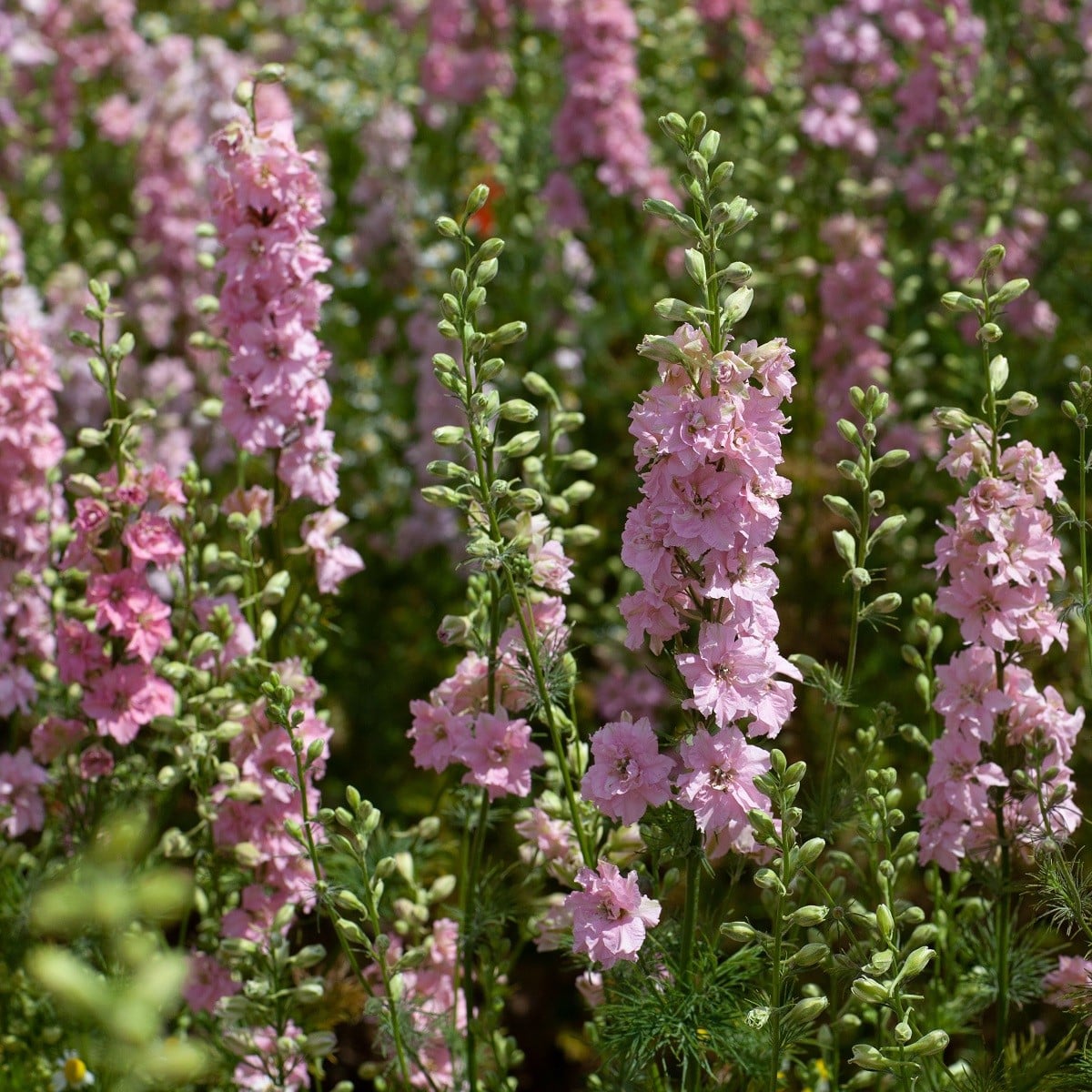 Stračka růžová - Delphinium consolida - osivo stračky - 100 ks