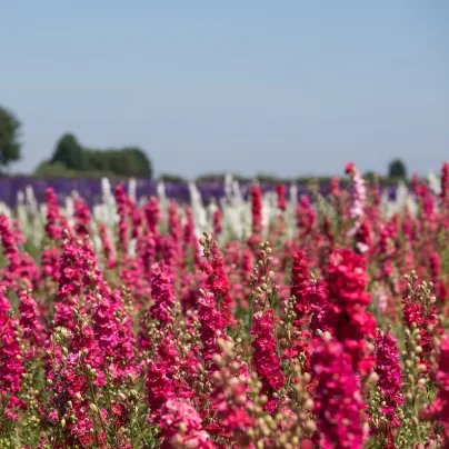 Stračka Carmine King - Delphinium consolida imperialis - osivo stračky - 100 ks
