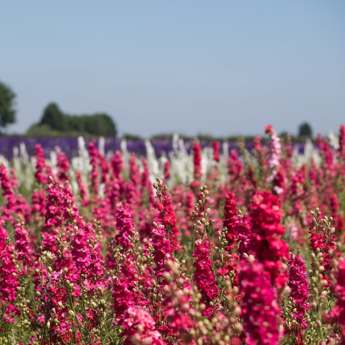 Stračka Carmine King - Delphinium consolida imperialis - osivo stračky - 100 ks