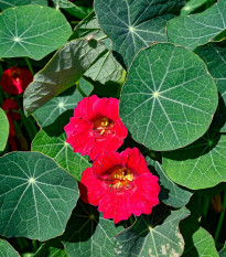 Lichořeřišnice nízká Tip Top Rose - Tropaeolum minus - osivo lichořeřišnice - 10 ks