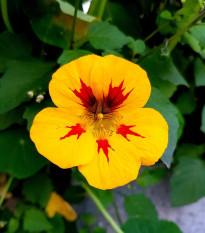 Lichořeřišnice větší Alaska Ladybird - Tropaeolum majus - osivo lichořeřišnice - 10 ks