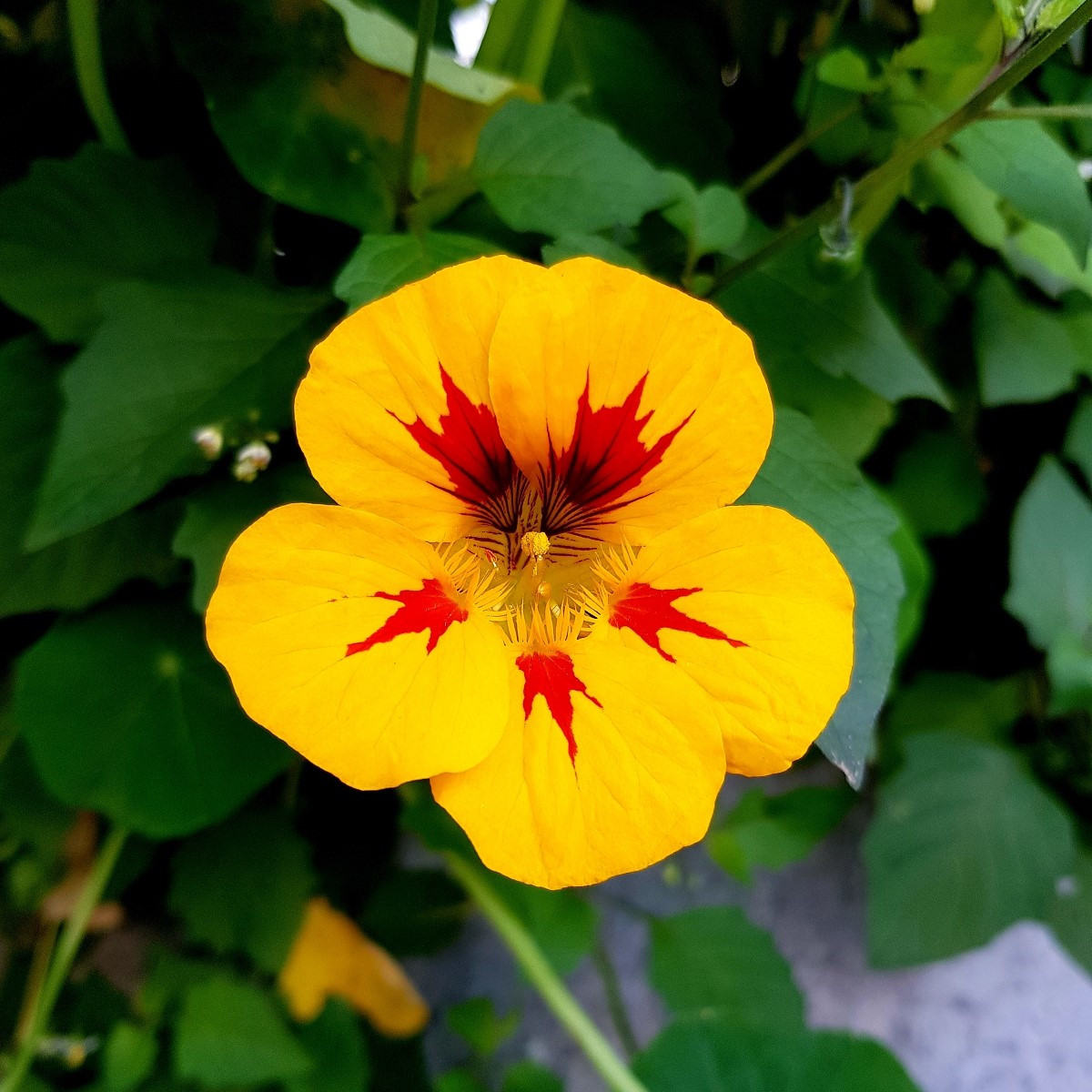 Lichořeřišnice větší Alaska Ladybird - Tropaeolum majus - osivo lichořeřišnice - 10 ks