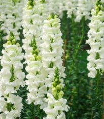 Hledík větší bílý - Antirrhinum majus - osivo hledíku - 35 ks