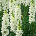 Hledík větší bílý - Antirrhinum majus - osivo hledíku - 35 ks