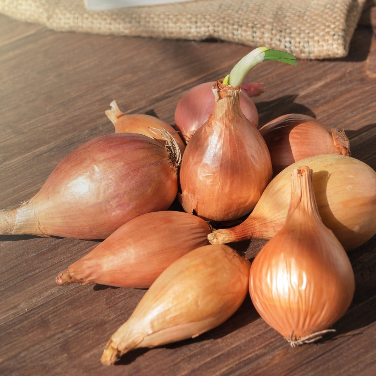 Cibule sazečka ozimá Shakespeare - Allium cepa - cibulky sazečky - 250 g