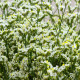 Limonka chobotnatá bílá - Limonium sinuatum - osivo limonky - 30 ks