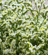 Limonka chobotnatá bílá - Limonium sinuatum - osivo limonky - 30 ks