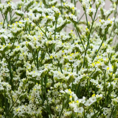 Limonka chobotnatá bílá - Limonium sinuatum - osivo limonky - 30 ks