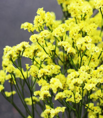 Limonka chobotnatá žlutá - Limonium sinuatum - osivo limonky - 30 ks