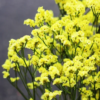 Limonka chobotnatá žlutá - Limonium sinuatum - osivo limonky - 30 ks