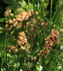 Limonka chobotnatá apricot - Limonium sinuatum - osivo limonky - 30 ks